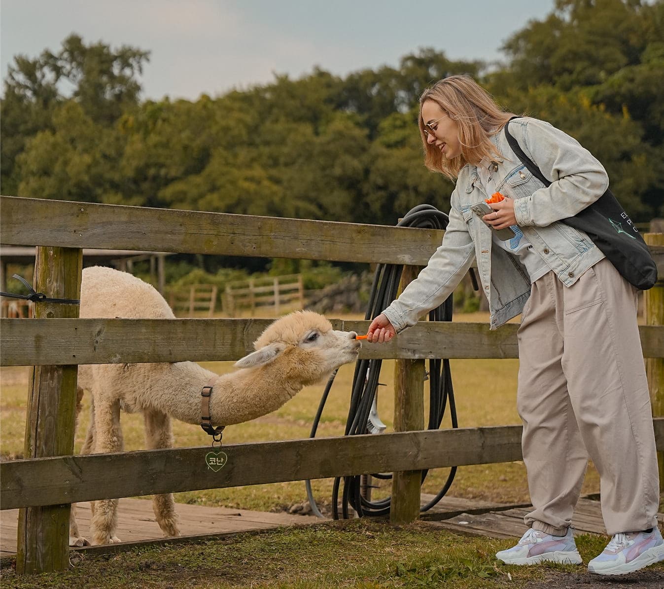 Парк с Альпаками