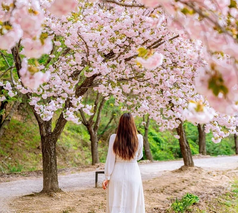 Цветение вишни