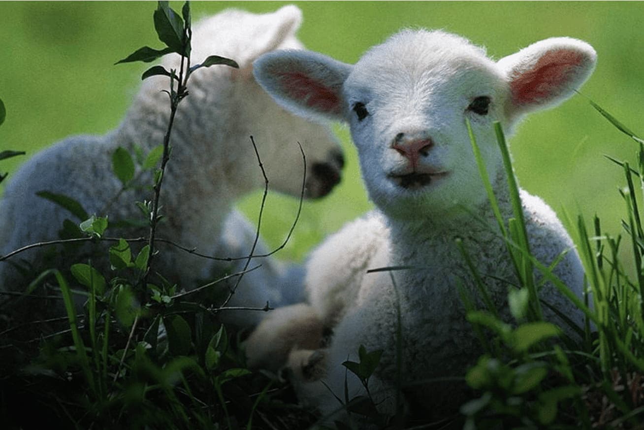 Деревня с овечками