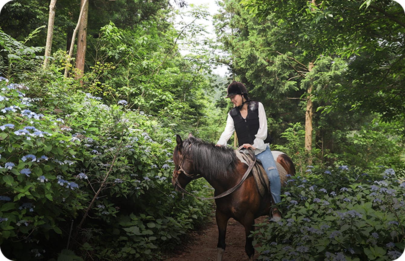 Катание на лошадях