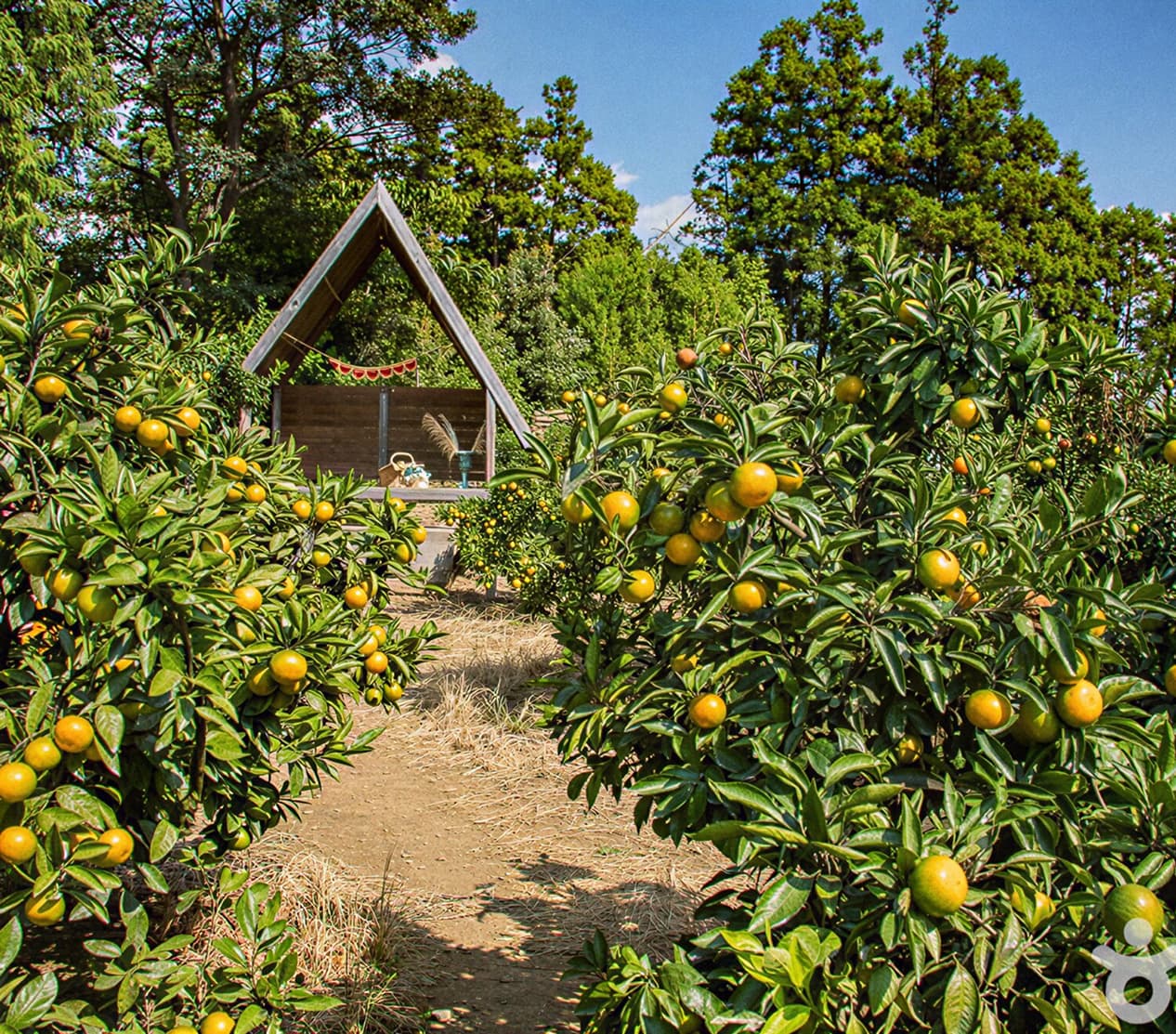 Сбор мандаринов 
на местной ферме