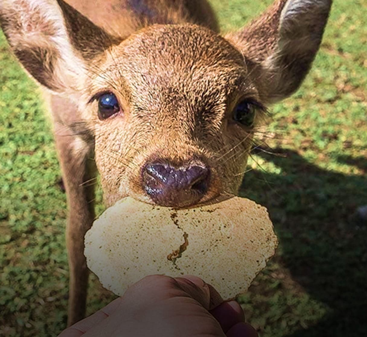 Автомобильный музей и парк с оленями